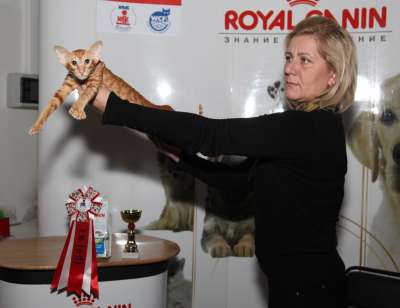 Выставка кошек 'Осенний Кэт-Салон' 30 ноября-1 декабря 2013., монопородные шоу 4169